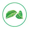 Food-Grade Eucommia Essence Extract Powder