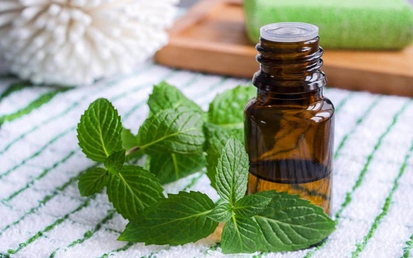 Plant Extract